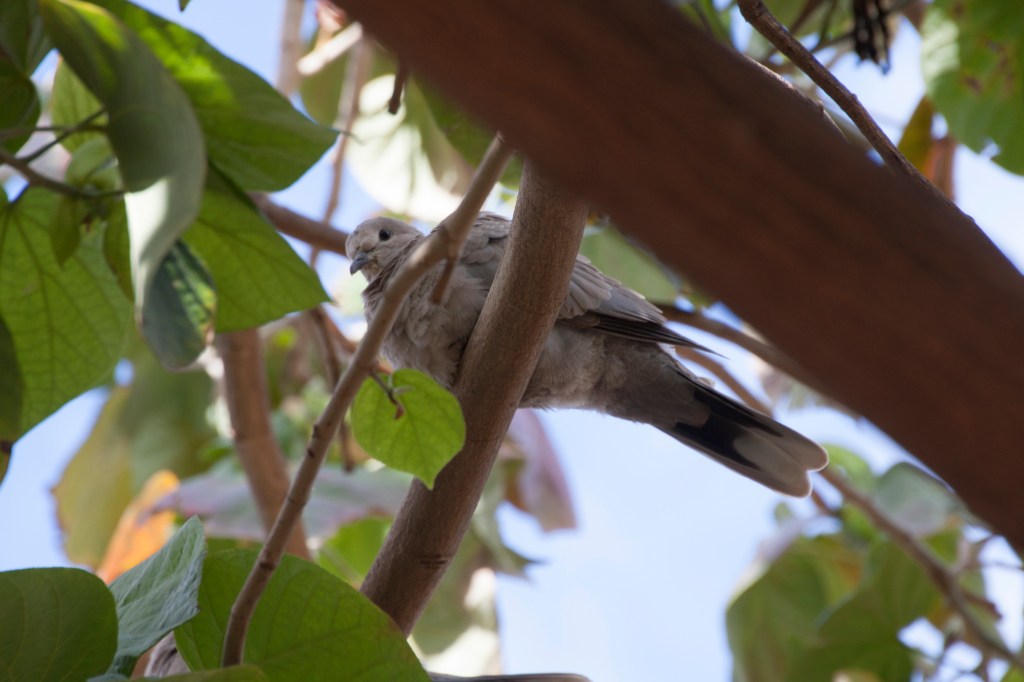 Seminarios Aves e Insectos, Arte – Ciencia 16 y 26 feb&nbsp;(online)